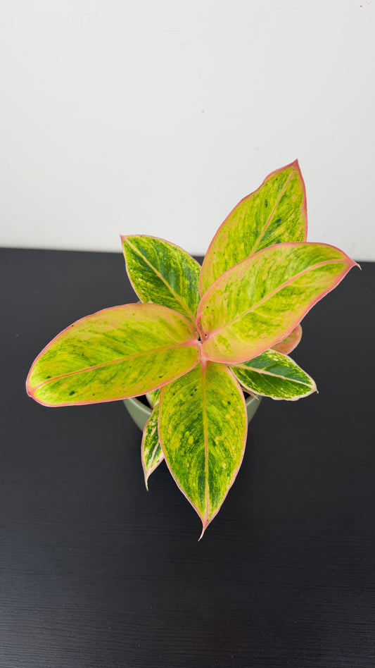 Aglaonema Salmon Fantasy