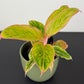 Aglaonema Salmon Fantasy