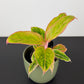 Aglaonema Salmon Fantasy