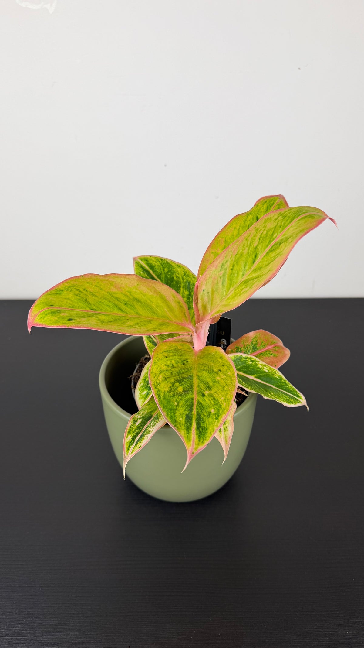 Aglaonema Salmon Fantasy