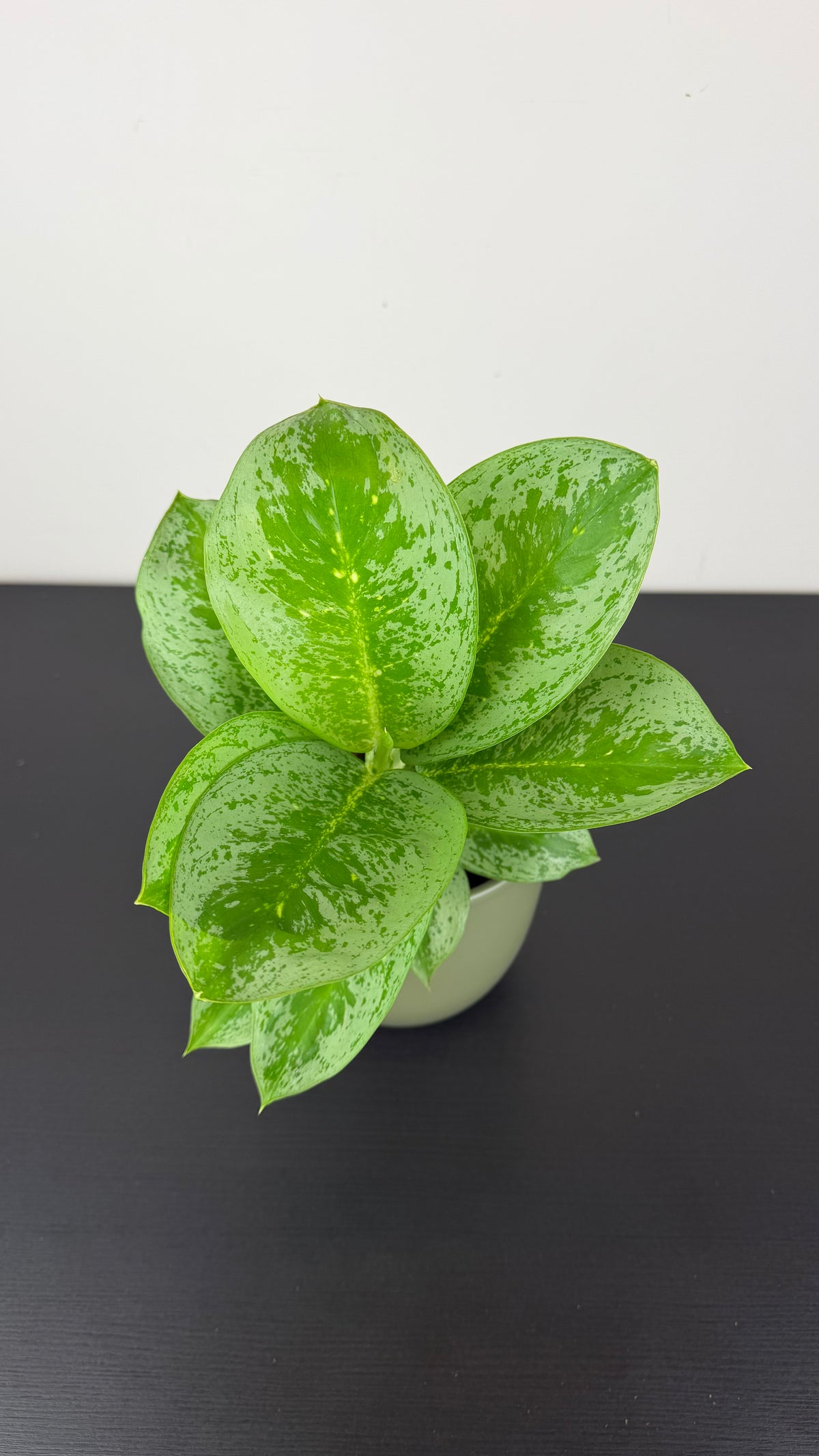Aglaonema Lemon Mint