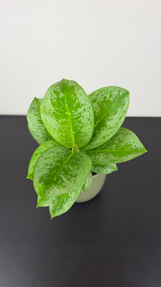 Aglaonema Lemon Mint