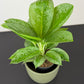 Aglaonema Lemon Mint