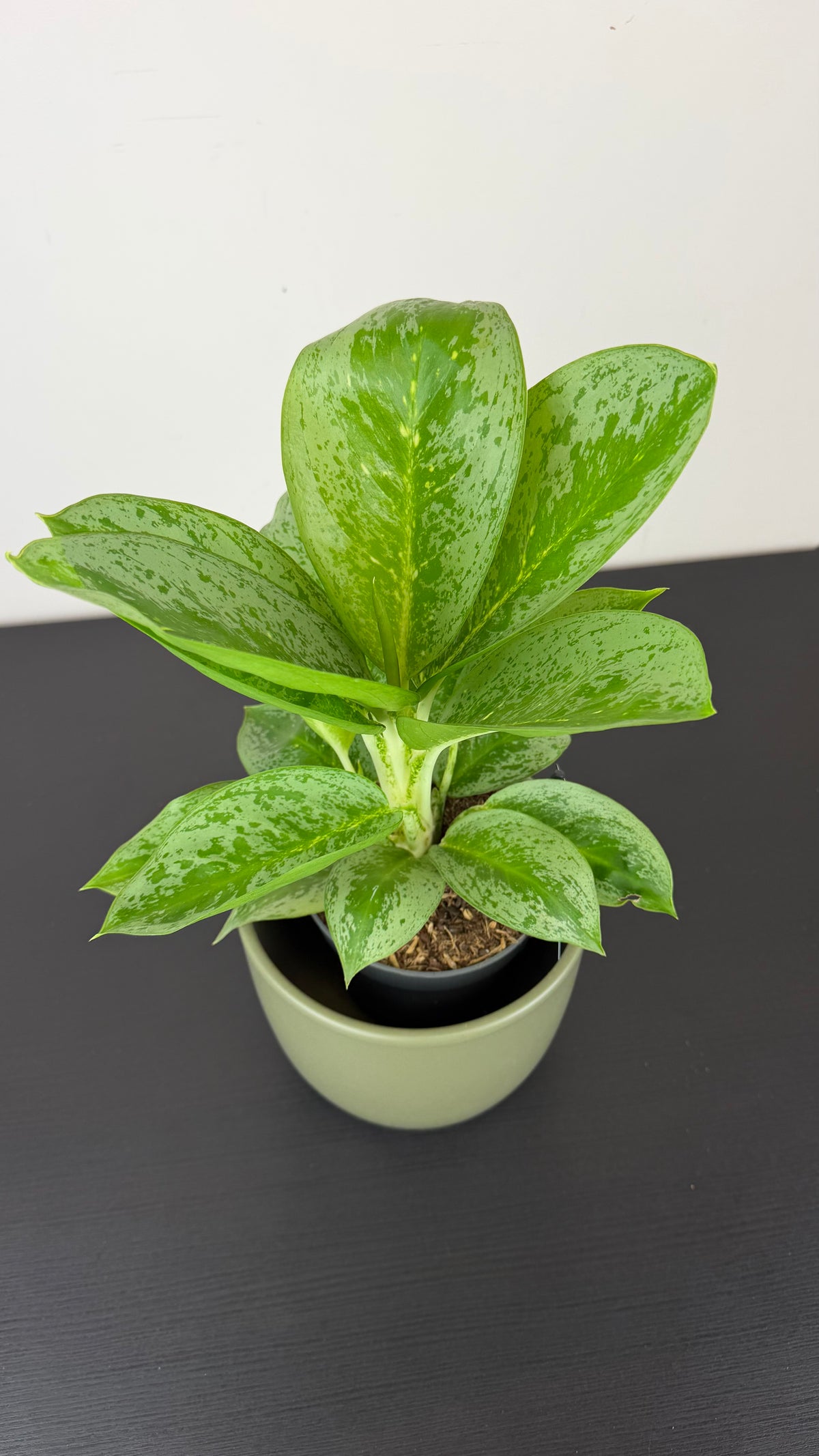Aglaonema Lemon Mint