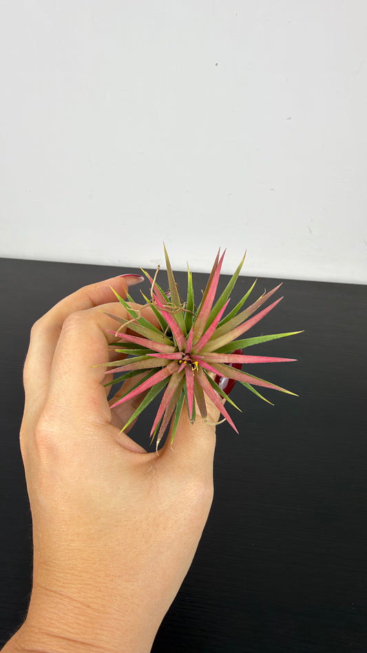 Tillandsia Air plant 8