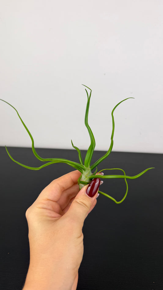 Tillandsia Air plant 18