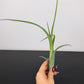 Tillandsia Air plant 19