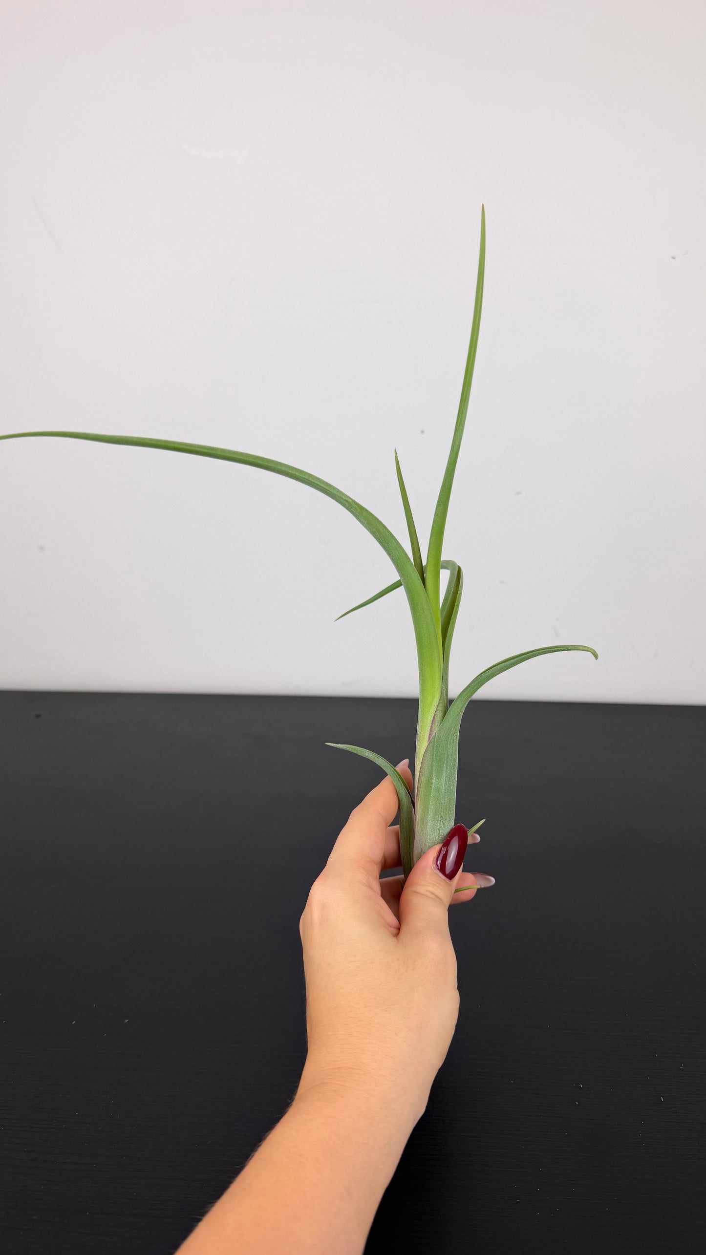 Tillandsia Air plant 19