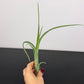 Tillandsia Air plant 19