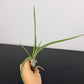 Tillandsia Air plant 19