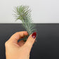 Tillandsia Air plant 20