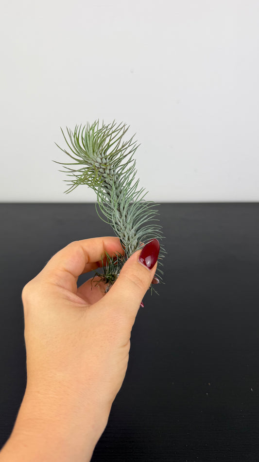 Tillandsia Air plant 20