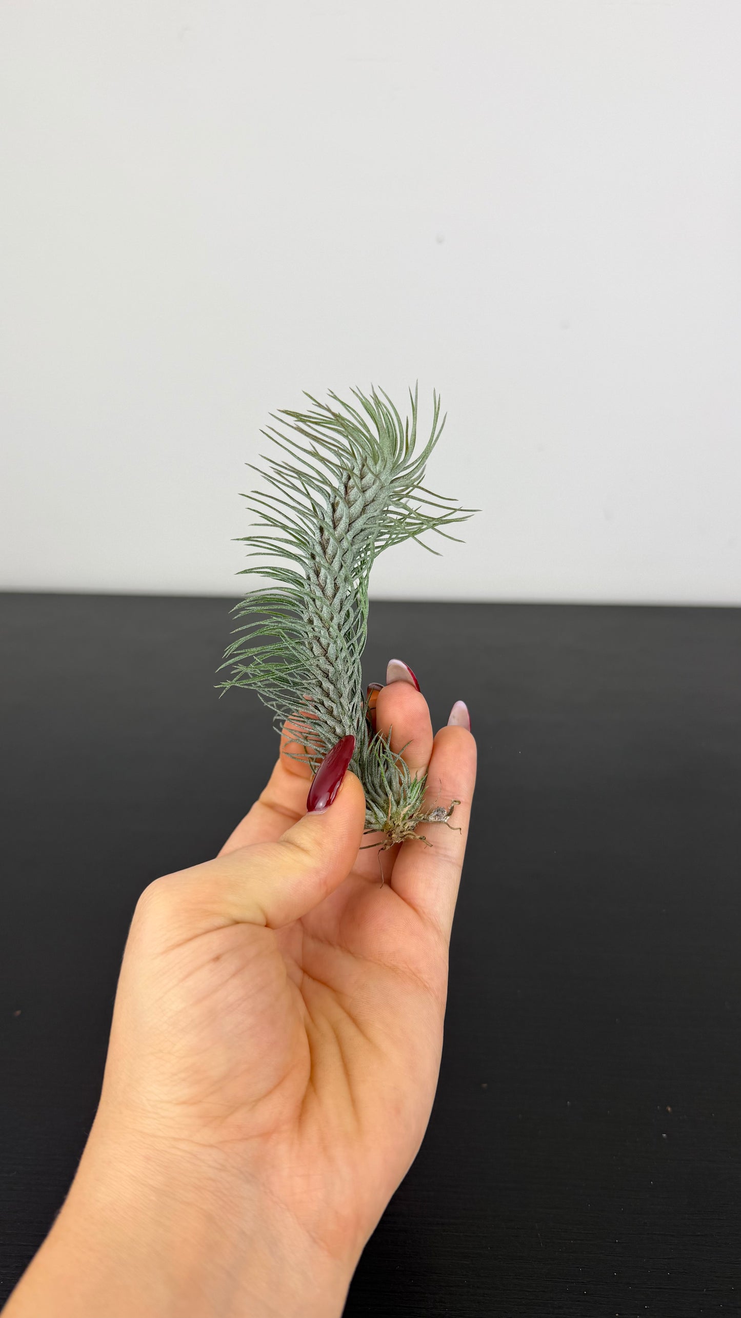 Tillandsia Air plant 20