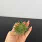 Tillandsia Air plant 20
