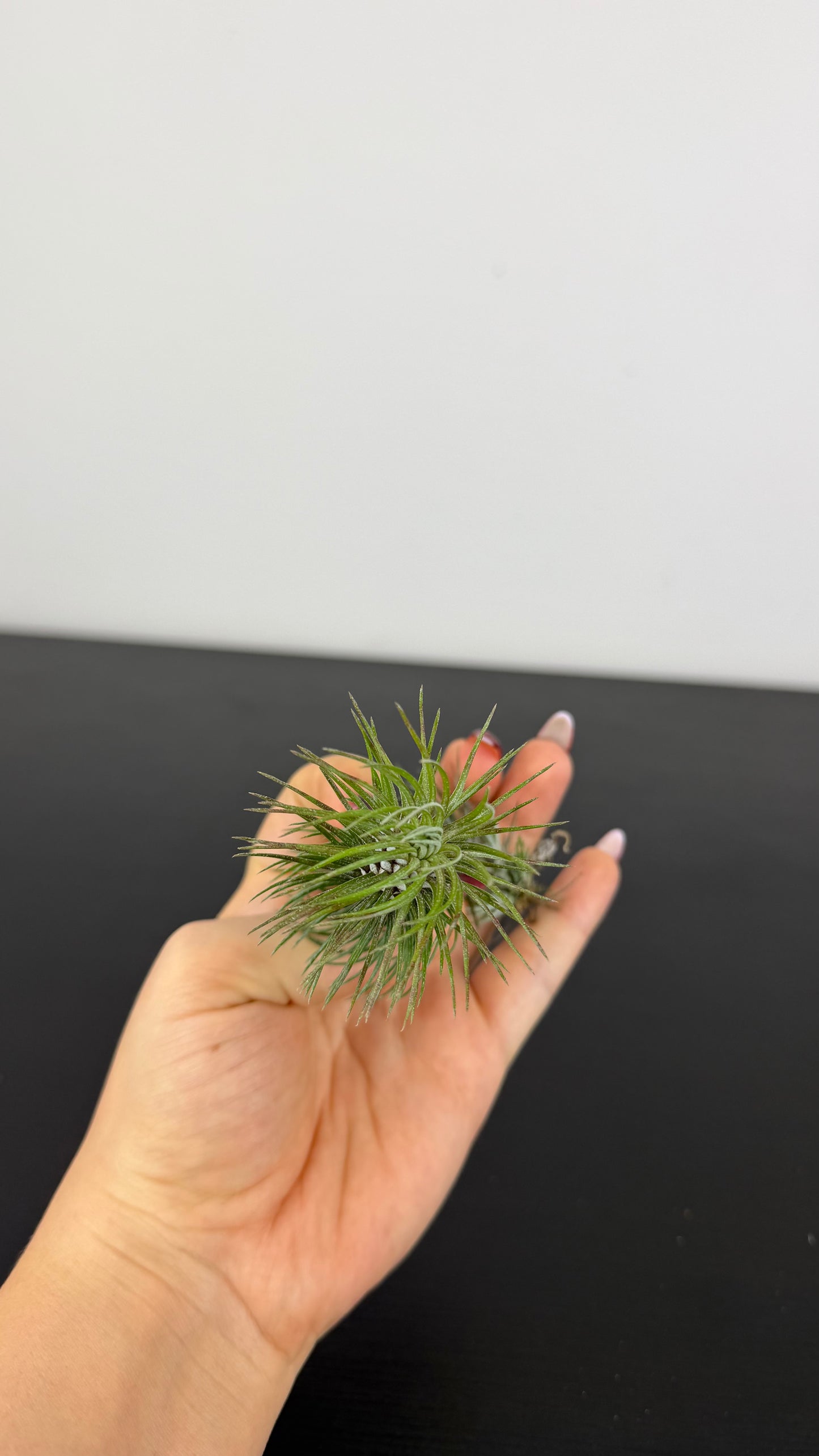 Tillandsia Air plant 20