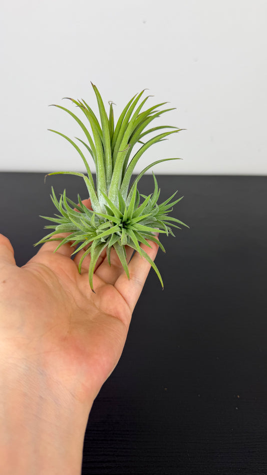 Tillandsia Air plant 21