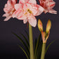 Hippeastrum Striped Amadeus