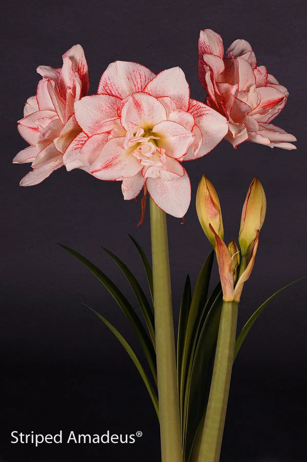 Hippeastrum Striped Amadeus