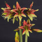 Hippeastrum Mystica