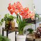 Hippeastrum Sunshine Nymph
