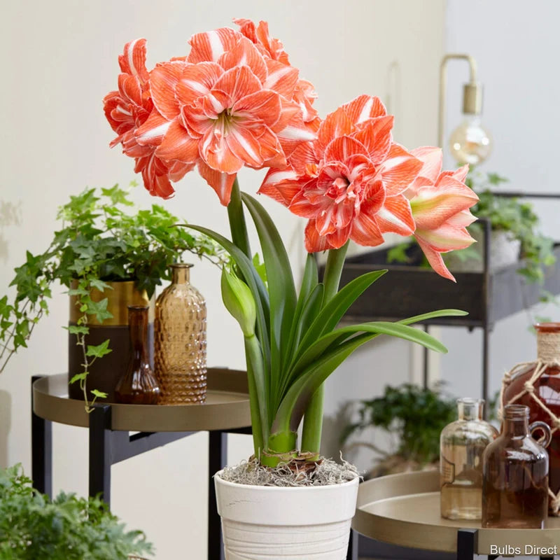 Hippeastrum Sunshine Nymph