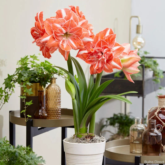 Hippeastrum Sunshine Nymph