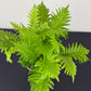 Blechnum Silver Lady