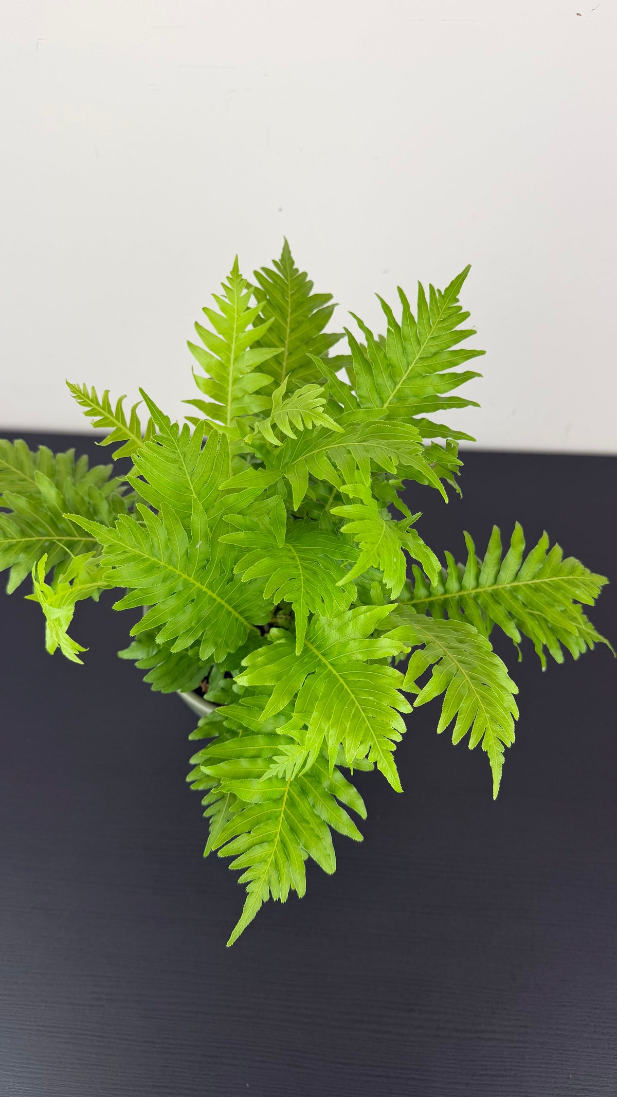 Blechnum Silver Lady