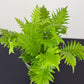 Blechnum Silver Lady