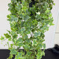 Ivy Mint Kolibri
