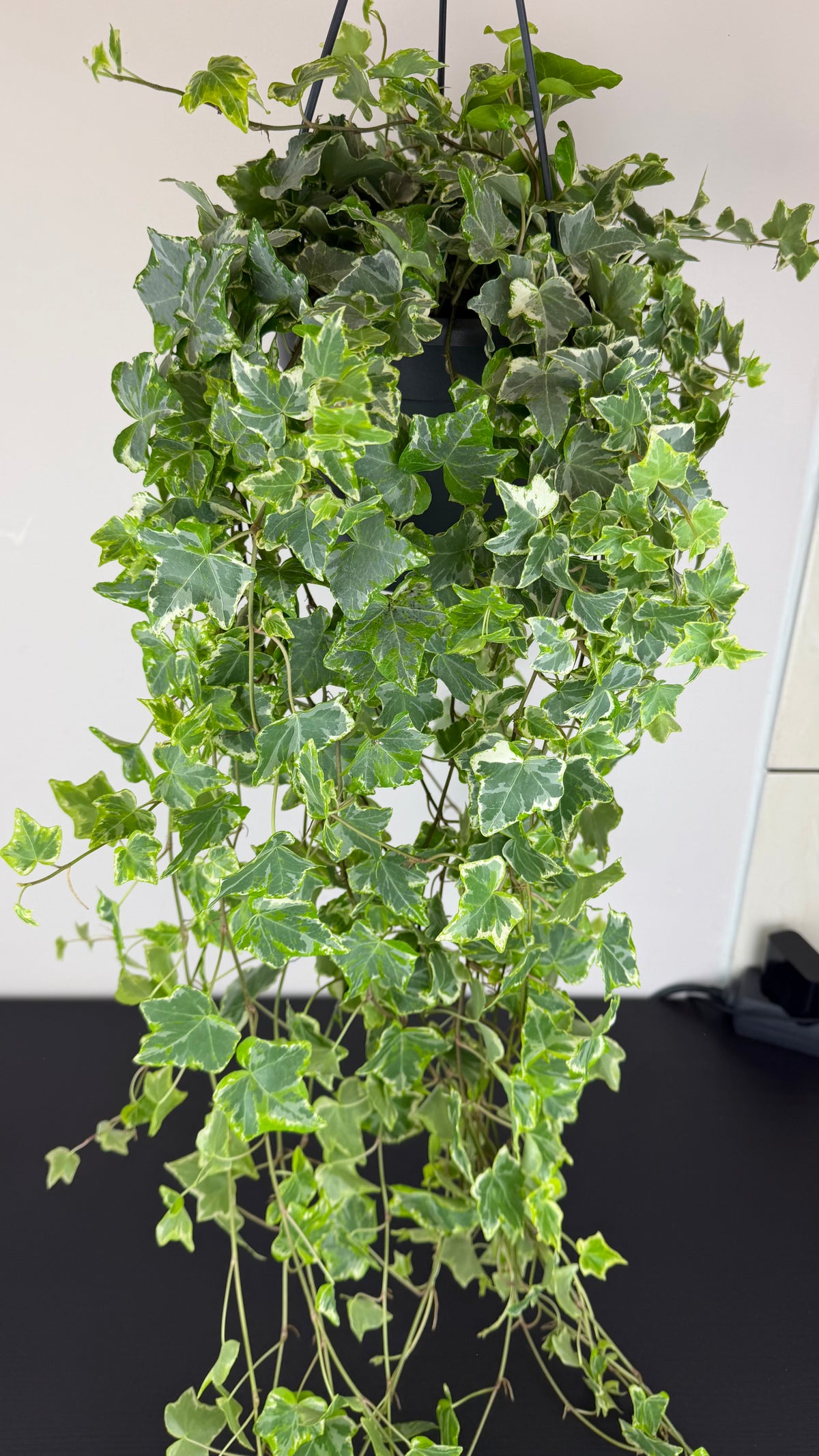 Ivy Mint Kolibri