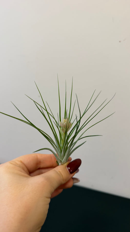 Tillandsia Air plant 10