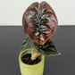 Alocasia cuprea 'Red Secret'