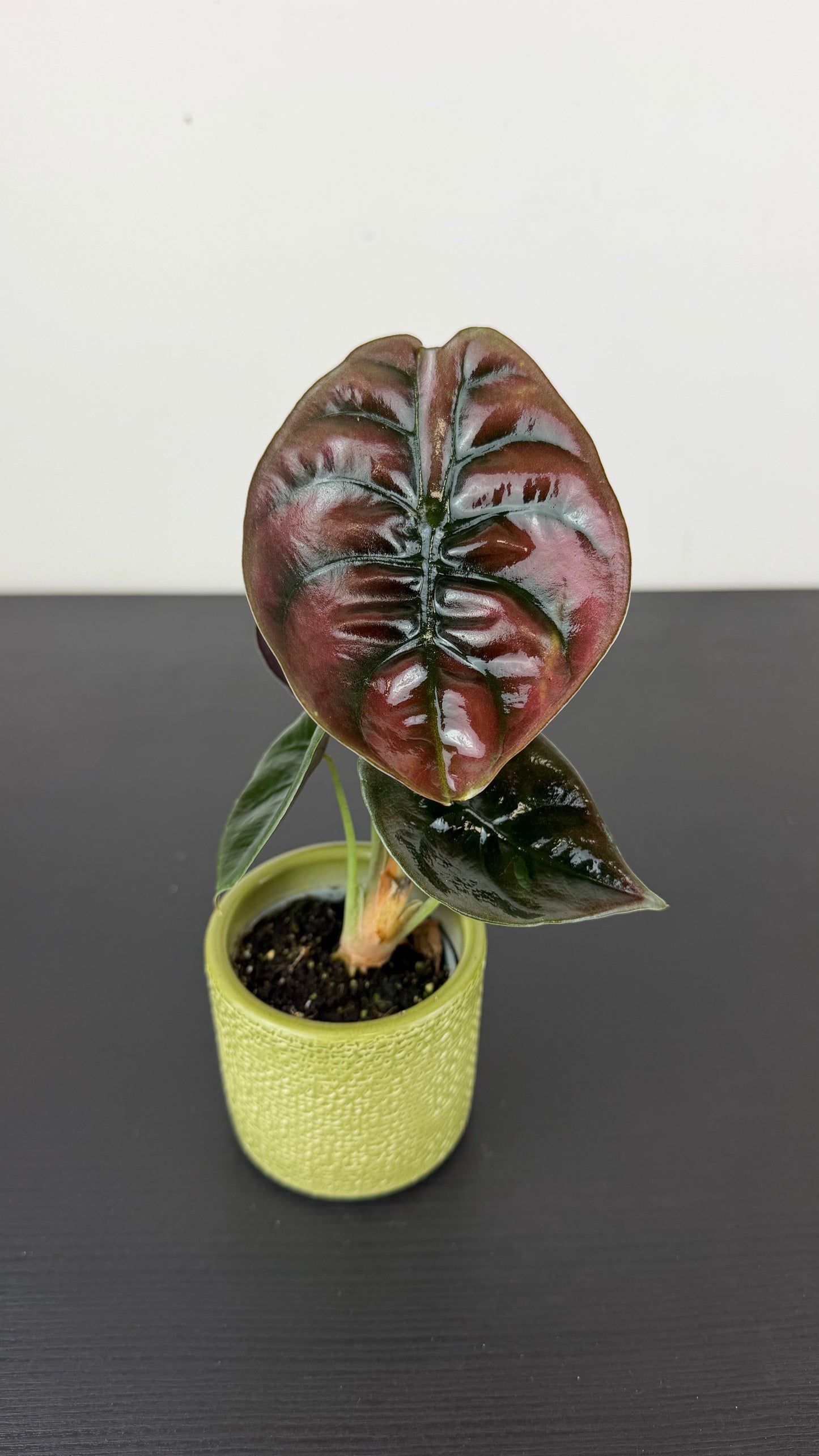 Alocasia cuprea 'Red Secret'