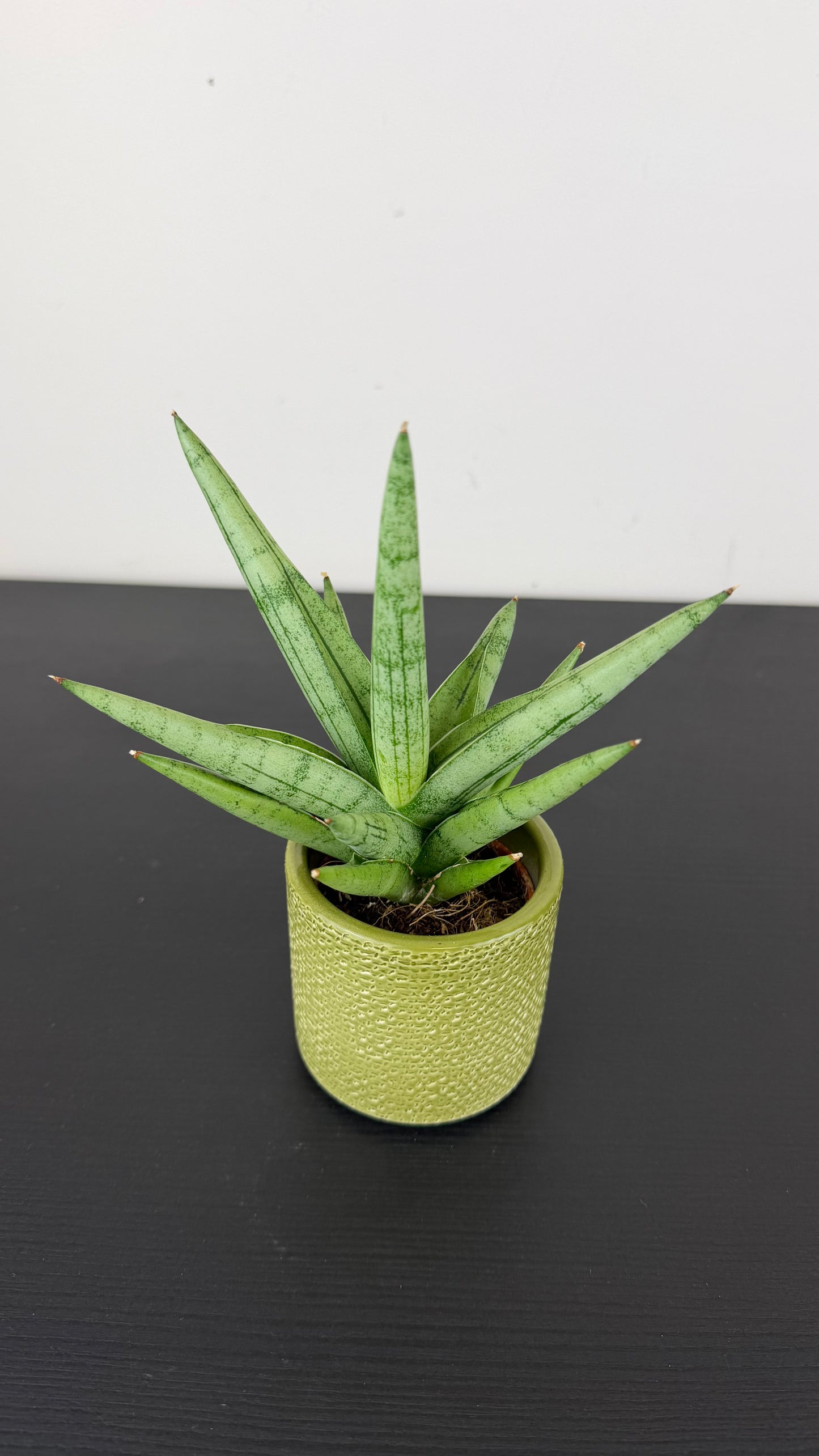 Sansevieria Silver Crown