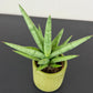 Sansevieria Silver Crown