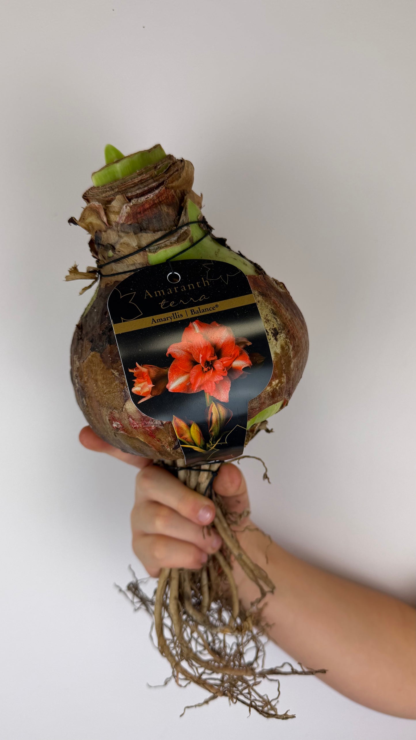 Hippeastrum Balance