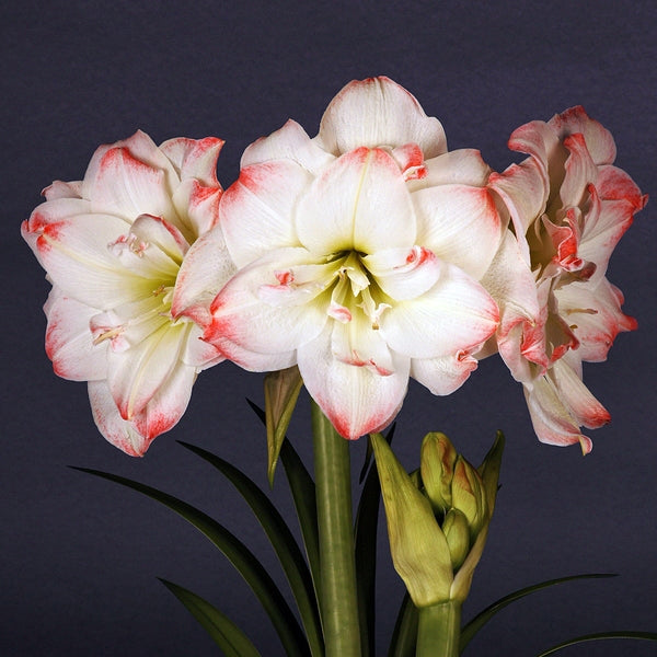 Hippeastrum Amadeus Candy