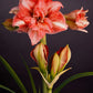 Hippeastrum Balance