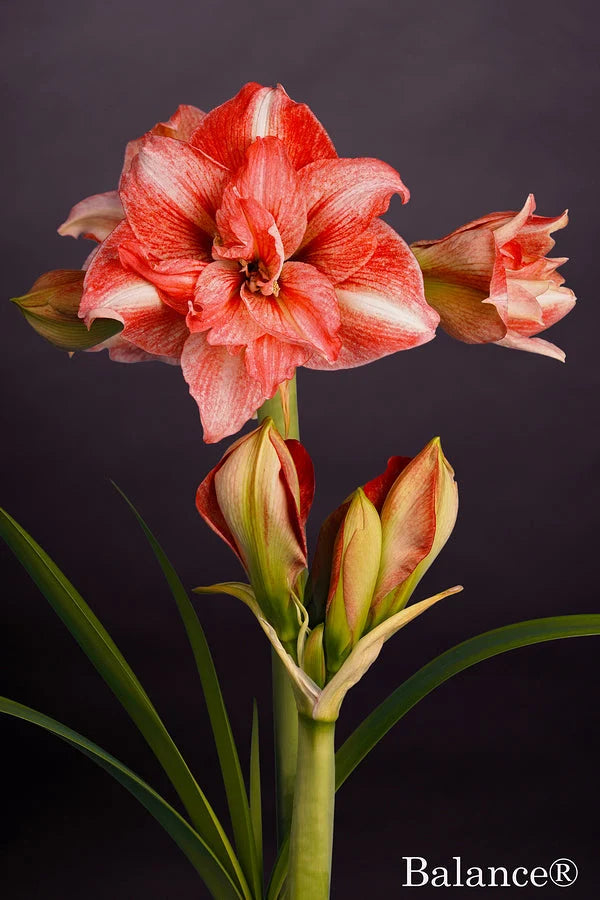 Hippeastrum Balance