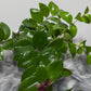 Aeschynanthus Monarda Lisa/ Lipstick plant - www.augi - plants.lv