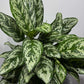 Aglaonema Laurel Green - www.augi - plants.lv