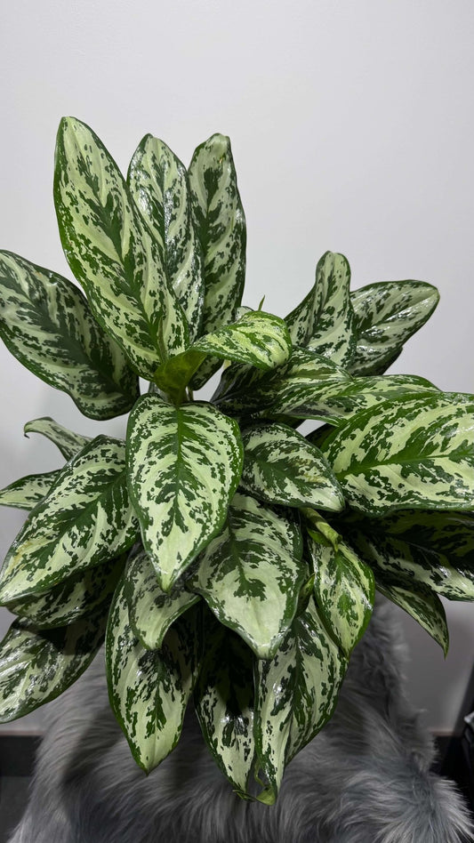 Aglaonema Laurel Green - www.augi - plants.lv