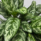 Aglaonema Laurel Green - www.augi - plants.lv