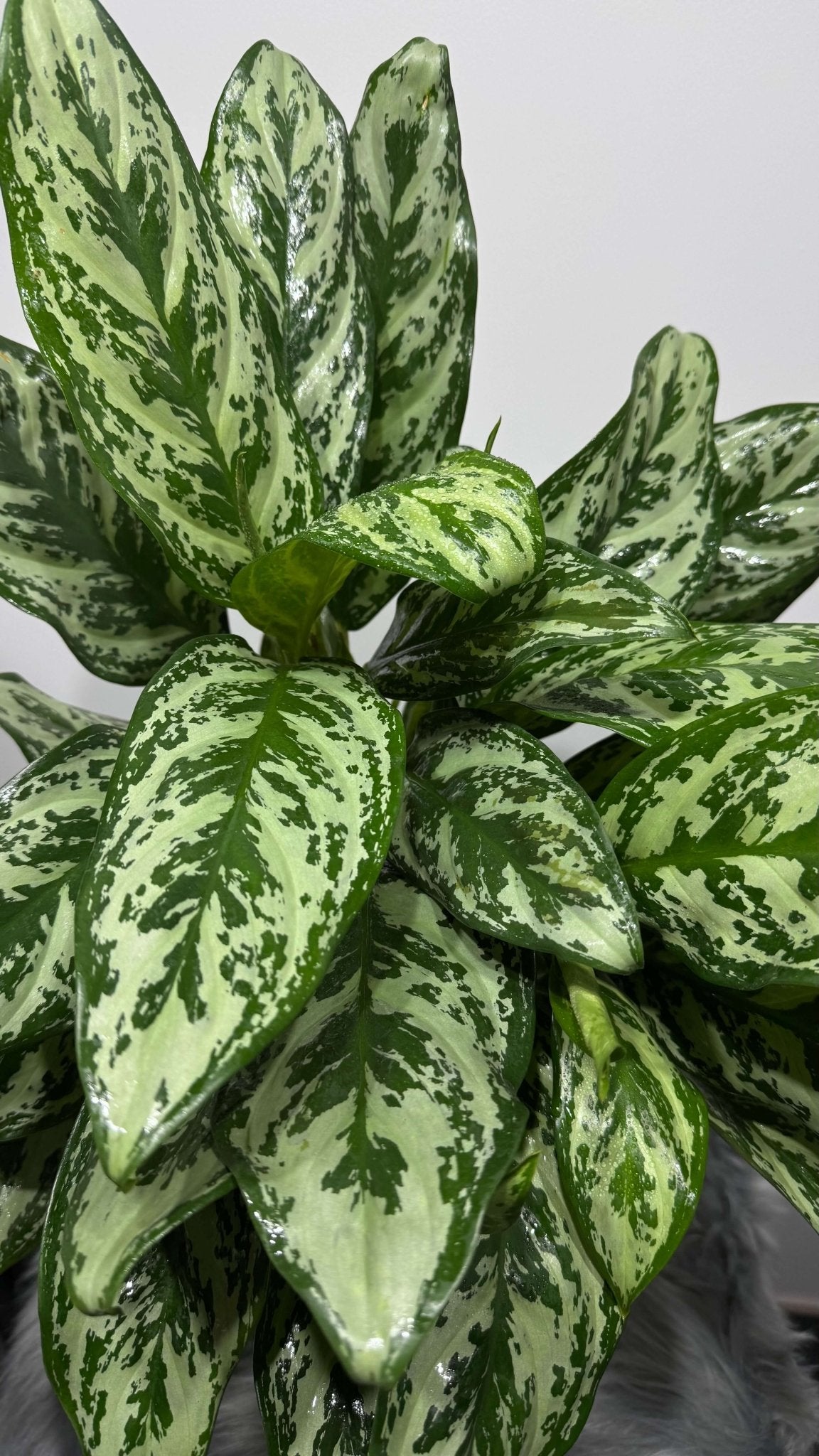 Aglaonema Laurel Green - www.augi - plants.lv