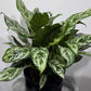 Aglaonema Laurel Green - www.augi - plants.lv