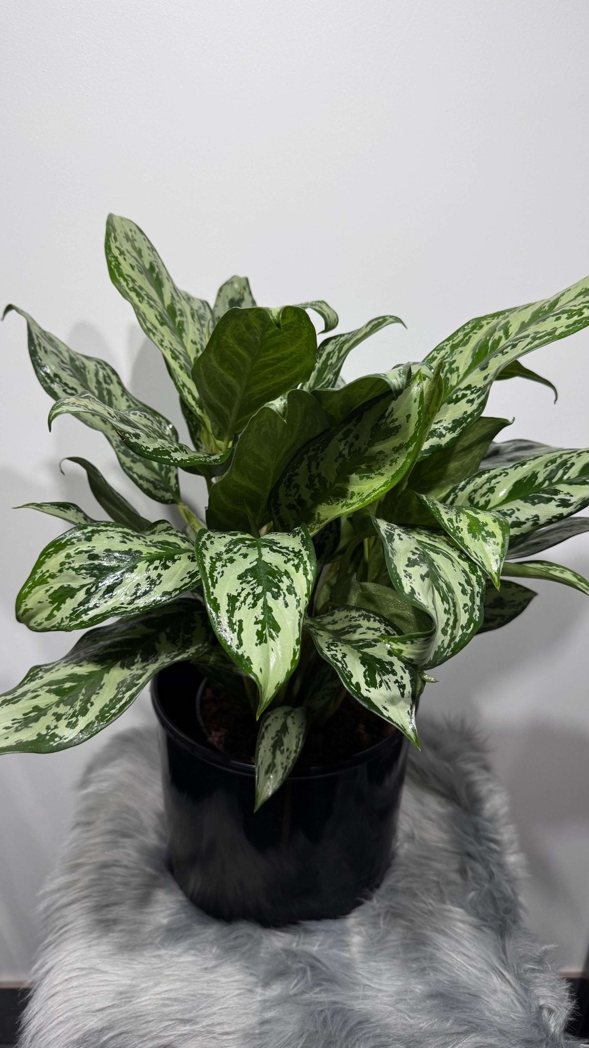 Aglaonema Laurel Green - www.augi - plants.lv