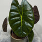 Alocasia Golden Bone - www.augi - plants.lv