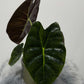 Alocasia Golden Bone - www.augi - plants.lv