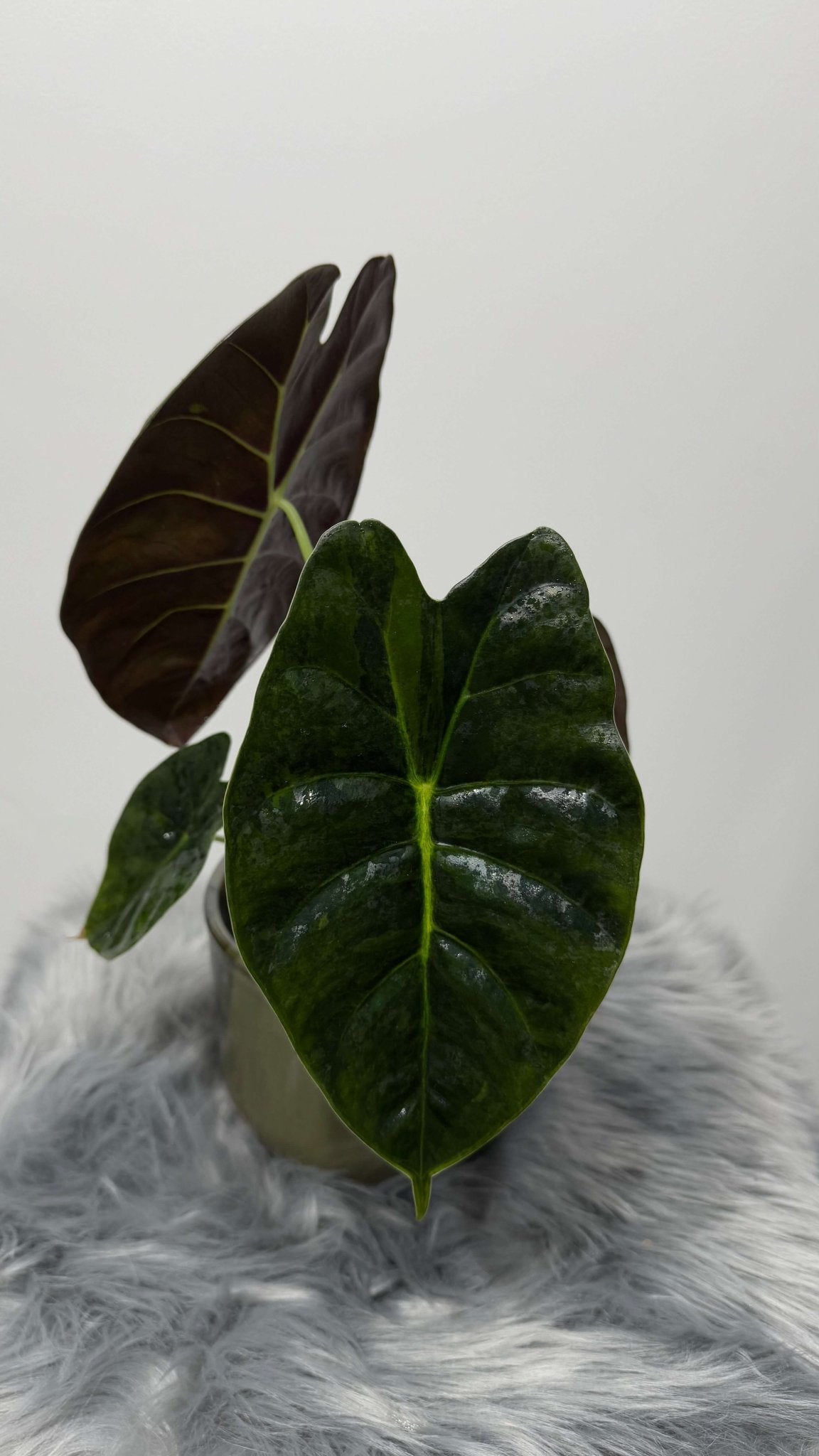 Alocasia Golden Bone - www.augi - plants.lv